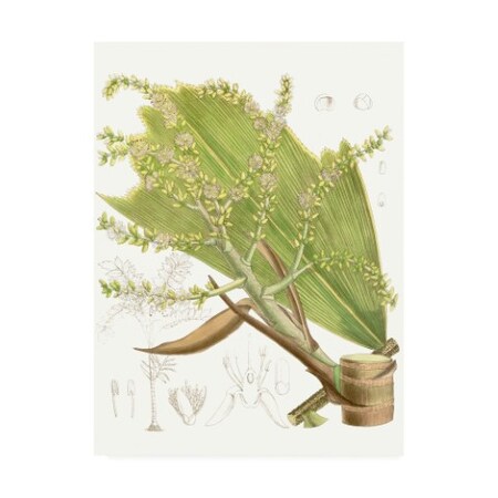 Trademark Fine Art Curtis 'Palm Melange Iii' Canvas Art, 35x47 WAG14291-C3547GG